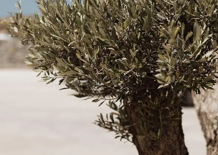 Hotel Mazera Boutique Mykonos Town